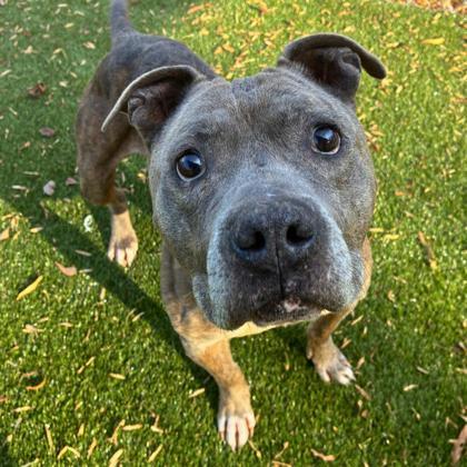 Enlarge Pax, a Adoptable mixed breed in Gastonia, NC image 1/3