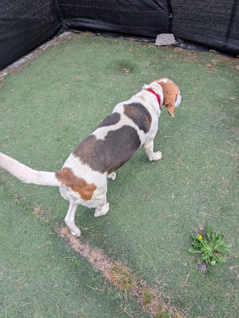 Sophie, a Adoptable Coonhound in Aberdeen, WA image 3/5