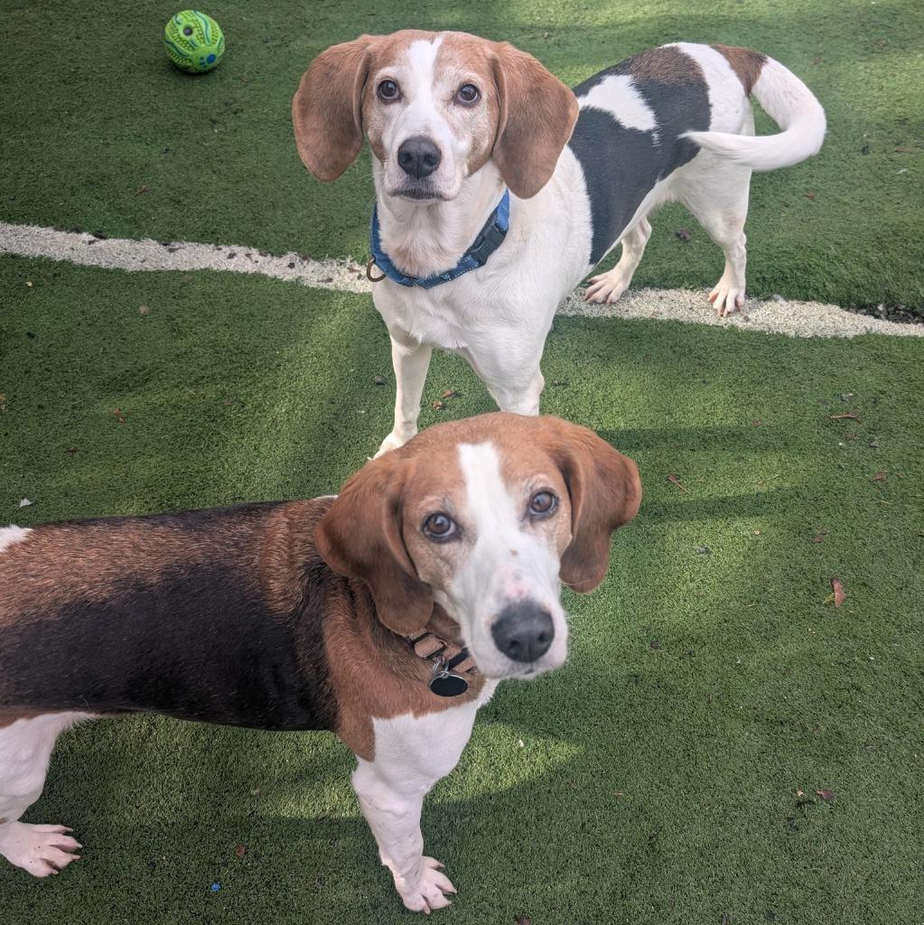 Sophie, a Adoptable Coonhound in Aberdeen, WA image 4/5