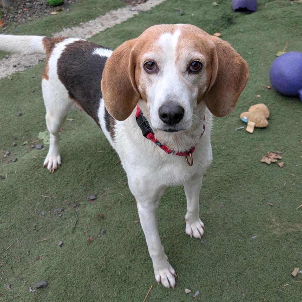 Sophie, a Adoptable Coonhound in Aberdeen, WA image 5/5