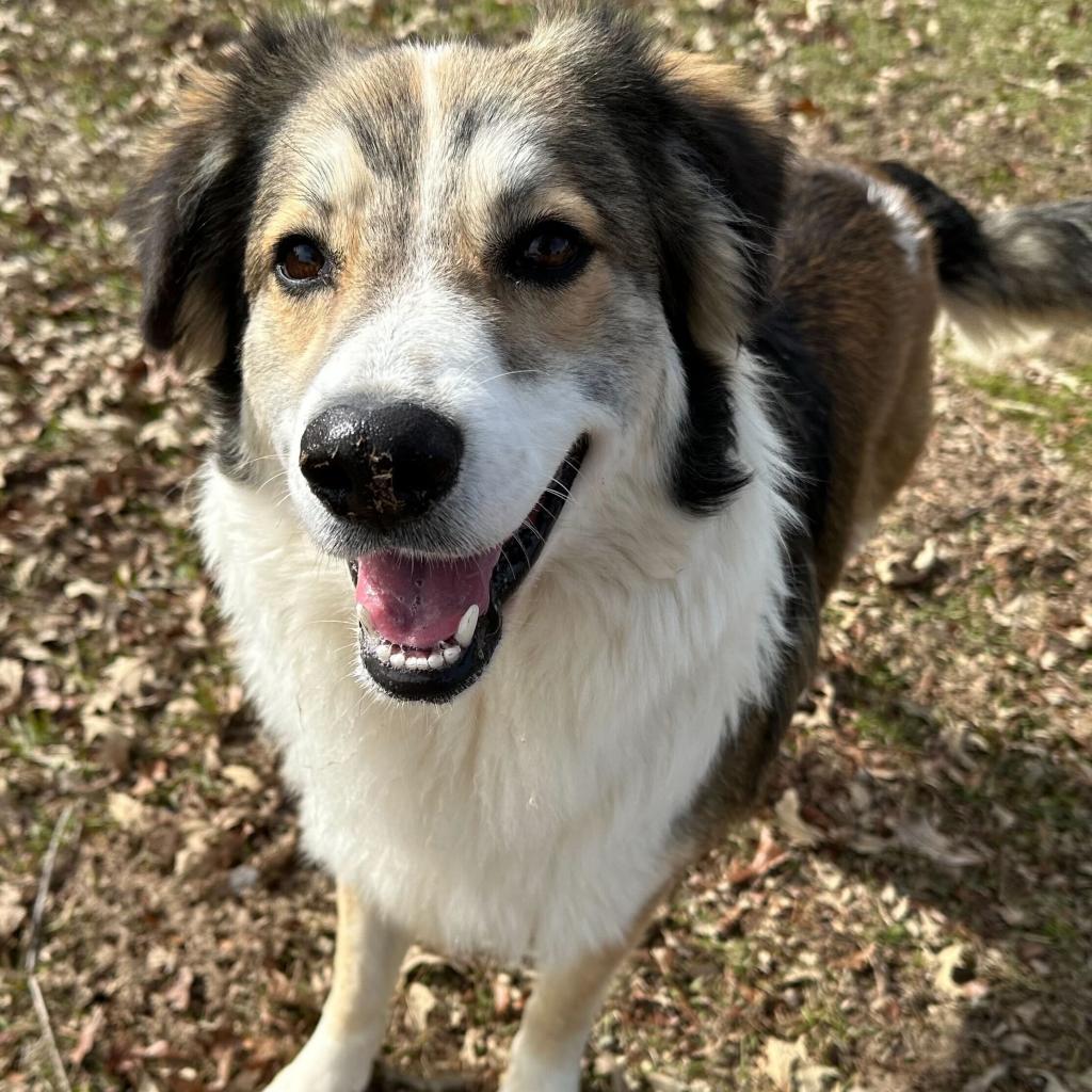 Boone, Adoptable, Adult Male Collie & Mixed Breed.
