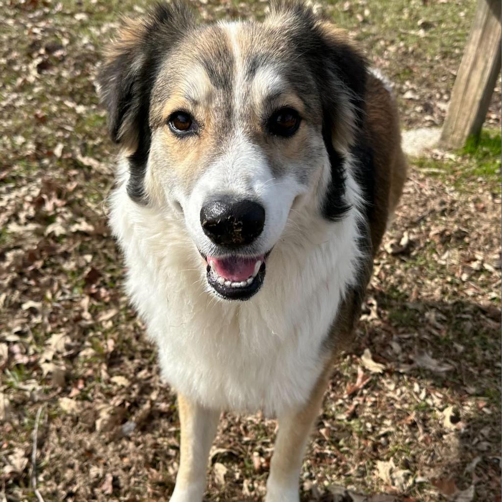 Enlarge Boone, a Adoptable mixed breed in Carencro, LA image 2/6