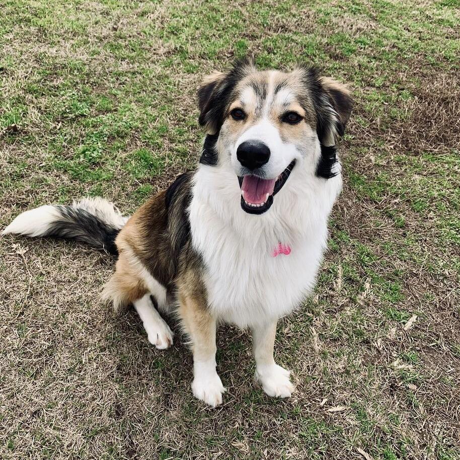 Enlarge Boone, a Adoptable mixed breed in Carencro, LA image 3/6
