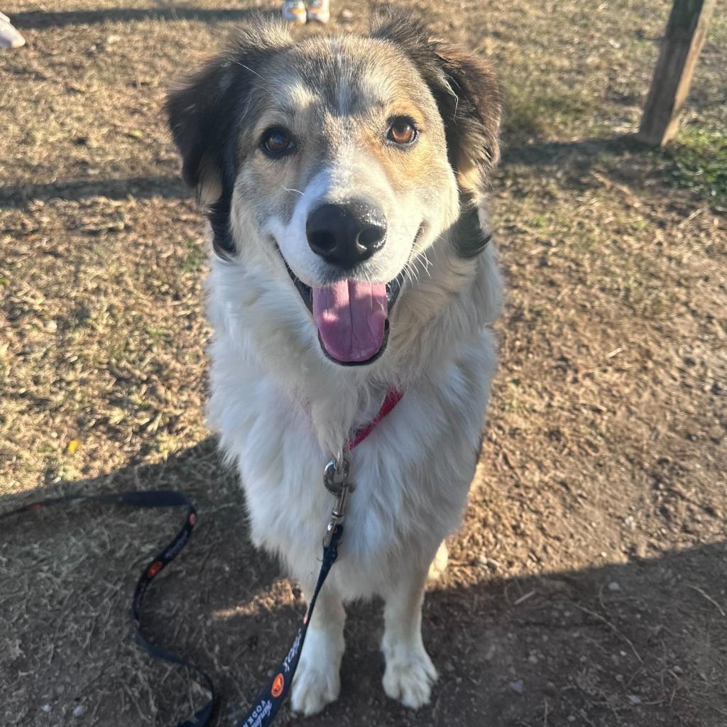 Enlarge Boone, a Adoptable mixed breed in Carencro, LA image 4/6