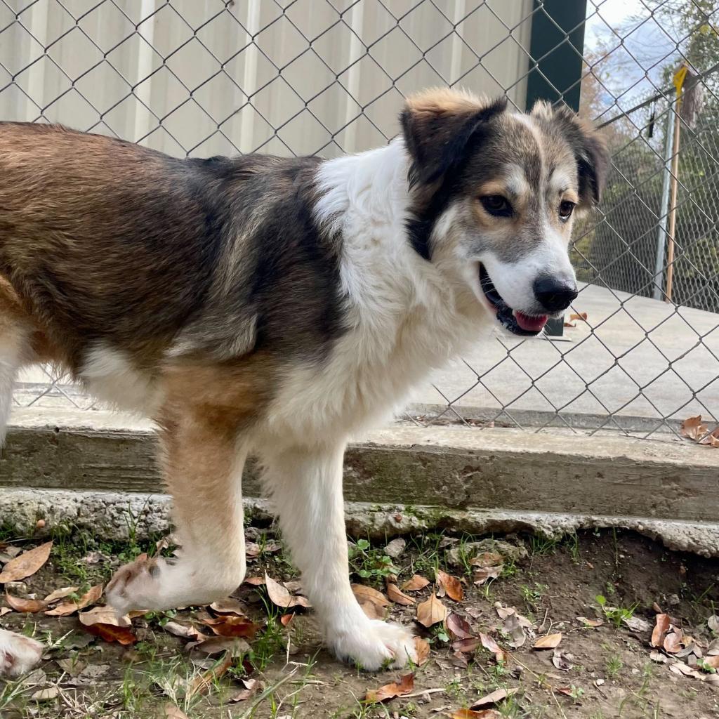 Enlarge Boone, a Adoptable mixed breed in Carencro, LA image 5/6