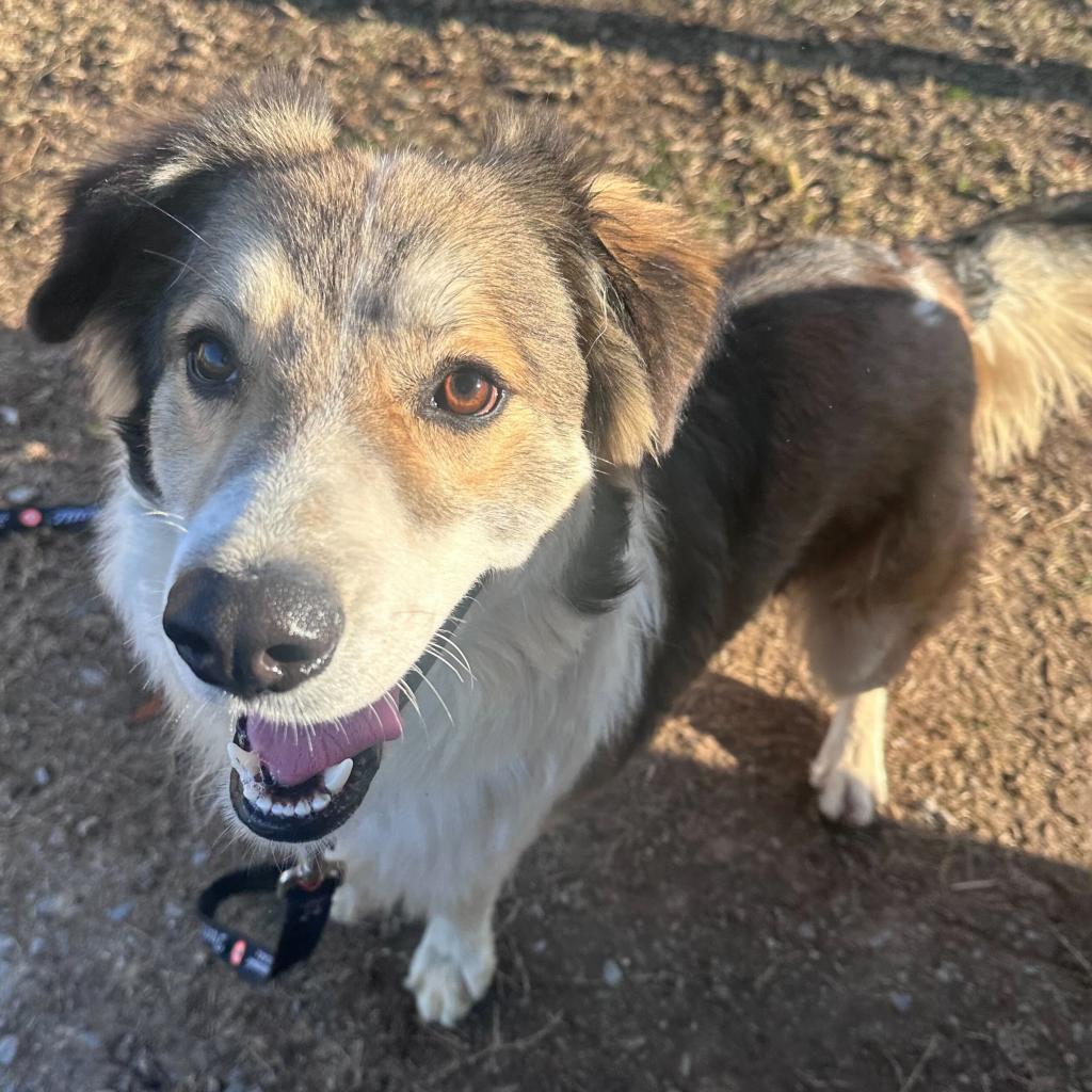 Enlarge Boone, a Adoptable mixed breed in Carencro, LA image 6/6