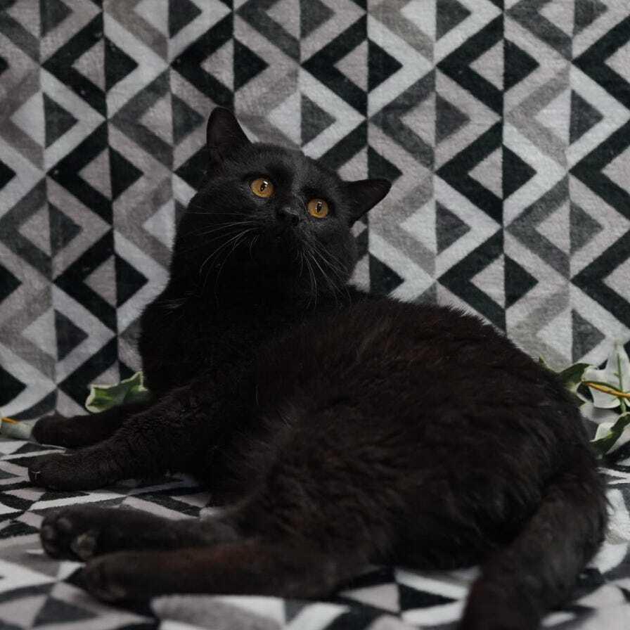 Enlarge King Kong, a Adoptable mixed breed in Wheaton, IL image 1/4