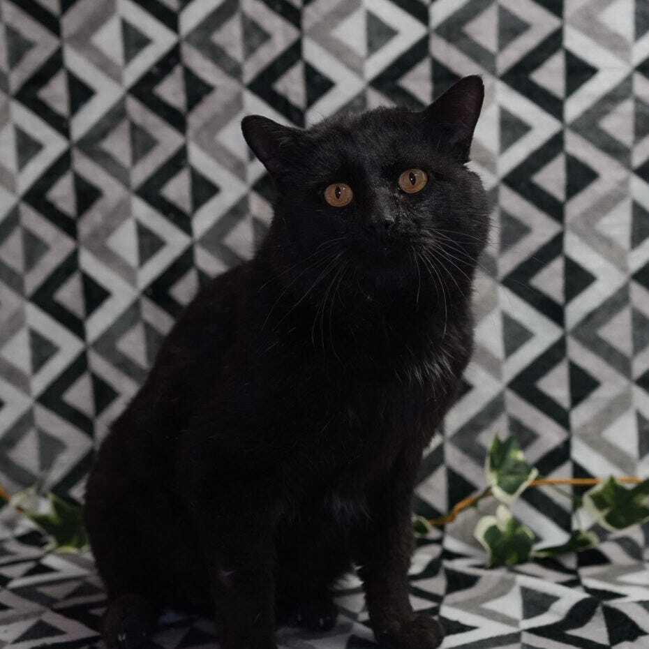 Enlarge King Kong, a Adoptable mixed breed in Wheaton, IL image 2/4