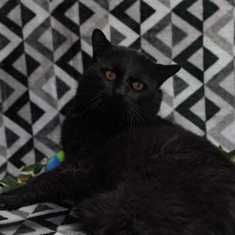 Enlarge King Kong, a Adoptable mixed breed in Wheaton, IL image 4/4