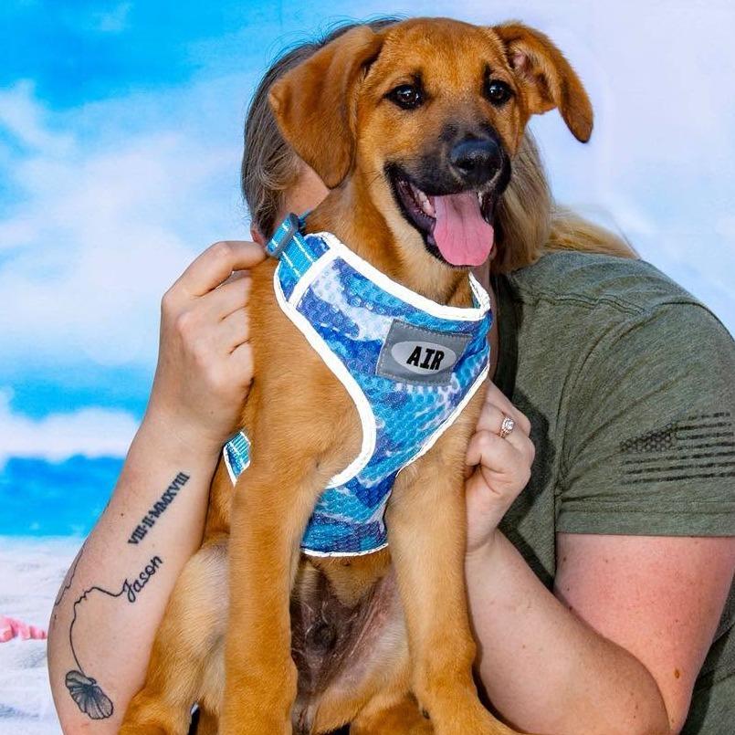 Hans, a Adoptable mixed breed in Sparta, NJ image 6/6