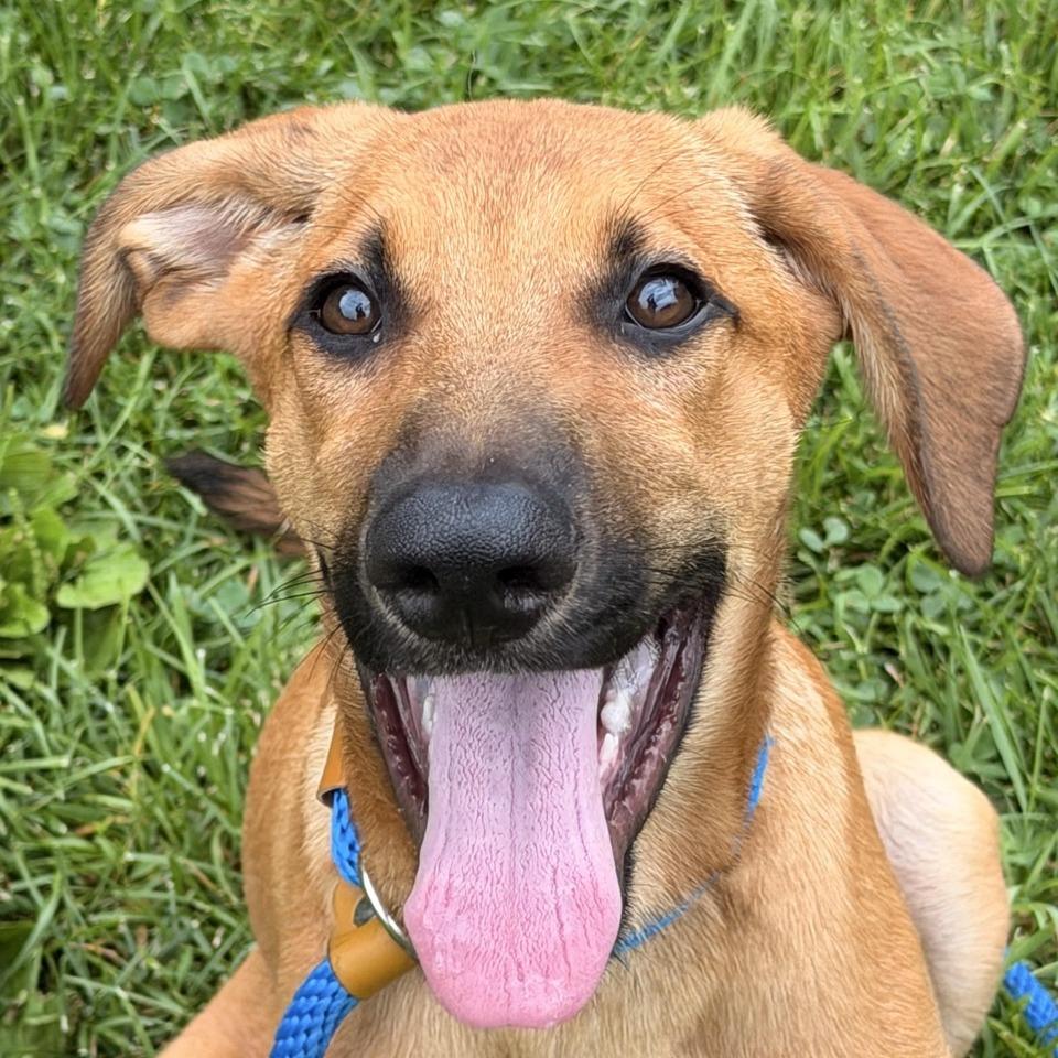 Hans, a Adoptable mixed breed in Sparta, NJ image 2/6