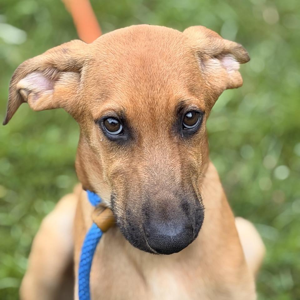 Hans, a Adoptable mixed breed in Sparta, NJ image 3/6