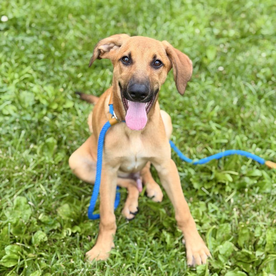 Hans, a Adoptable mixed breed in Sparta, NJ image 4/6