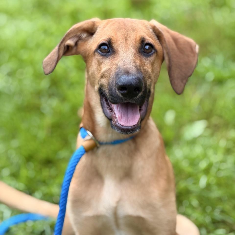 Hans, a Adoptable mixed breed in Sparta, NJ image 5/6