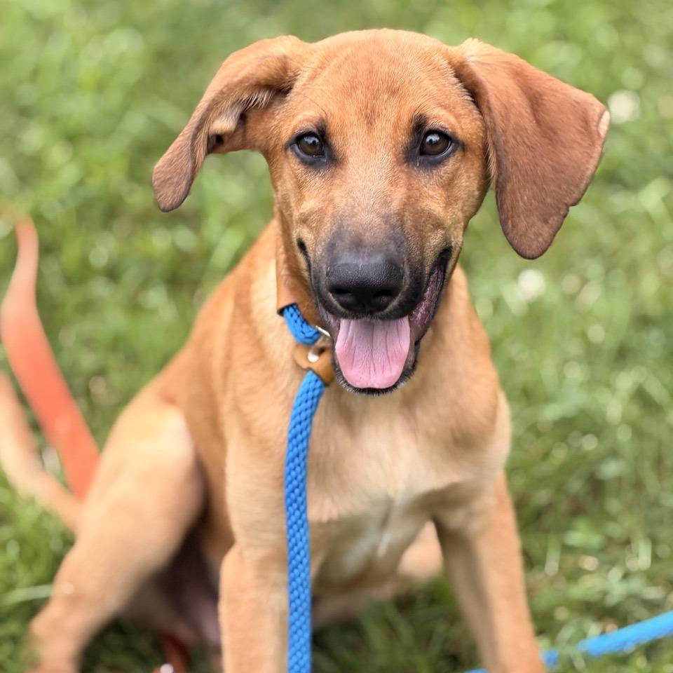 Hans, a Adoptable mixed breed in Sparta, NJ image 1/6