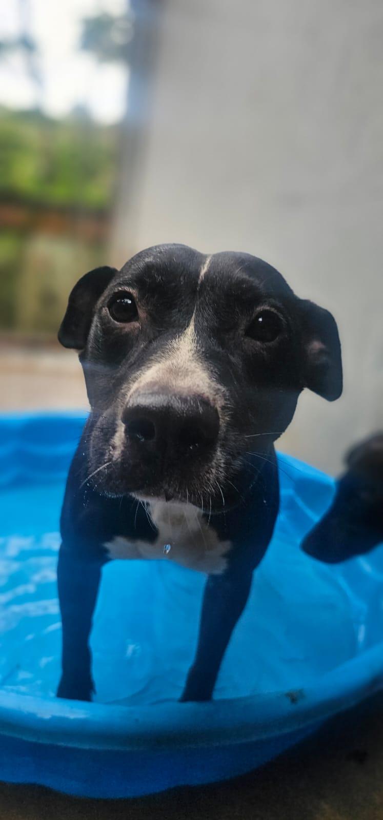 Chispa The Chilin Gal thumbnail 2