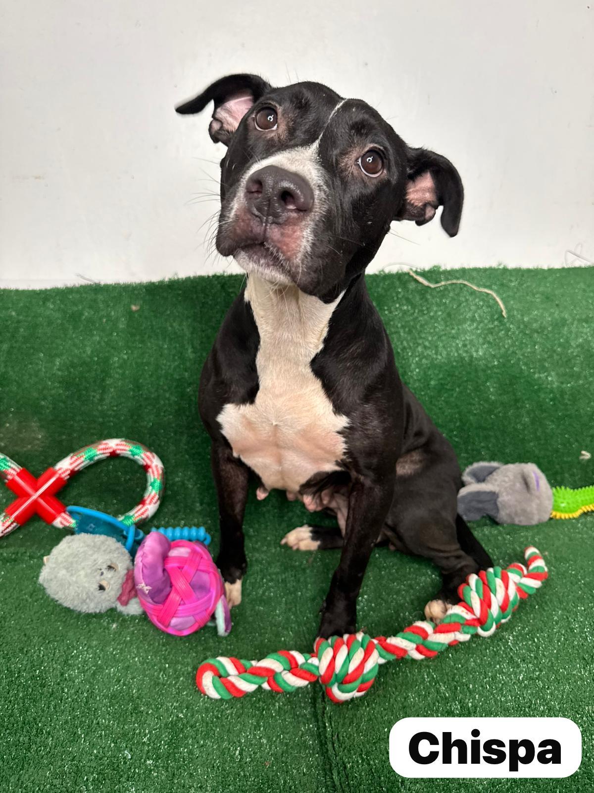 Chispa The Chilin Gal thumbnail 3