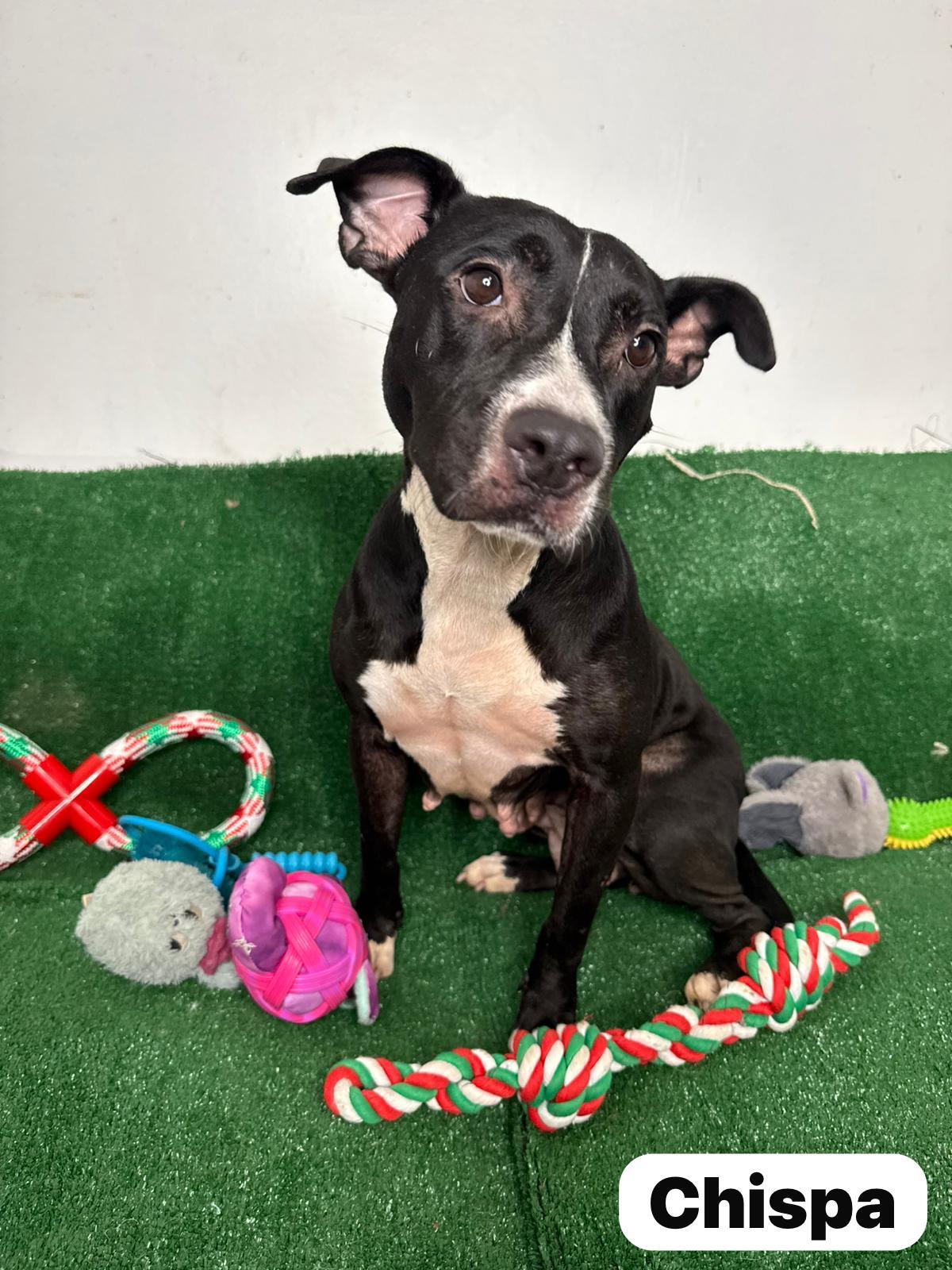 Chispa The Chilin Gal thumbnail 4