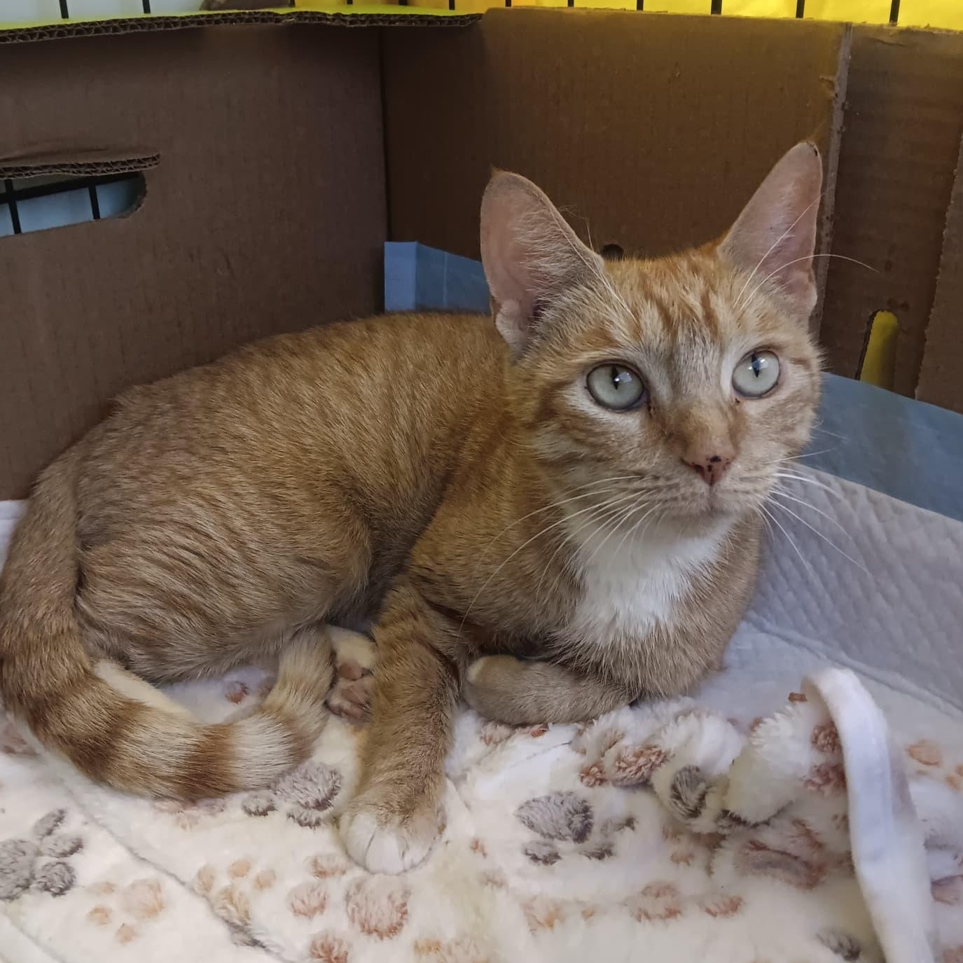 Greta, an adopted Domestic Short Hair in Astoria, NY image 3/5
