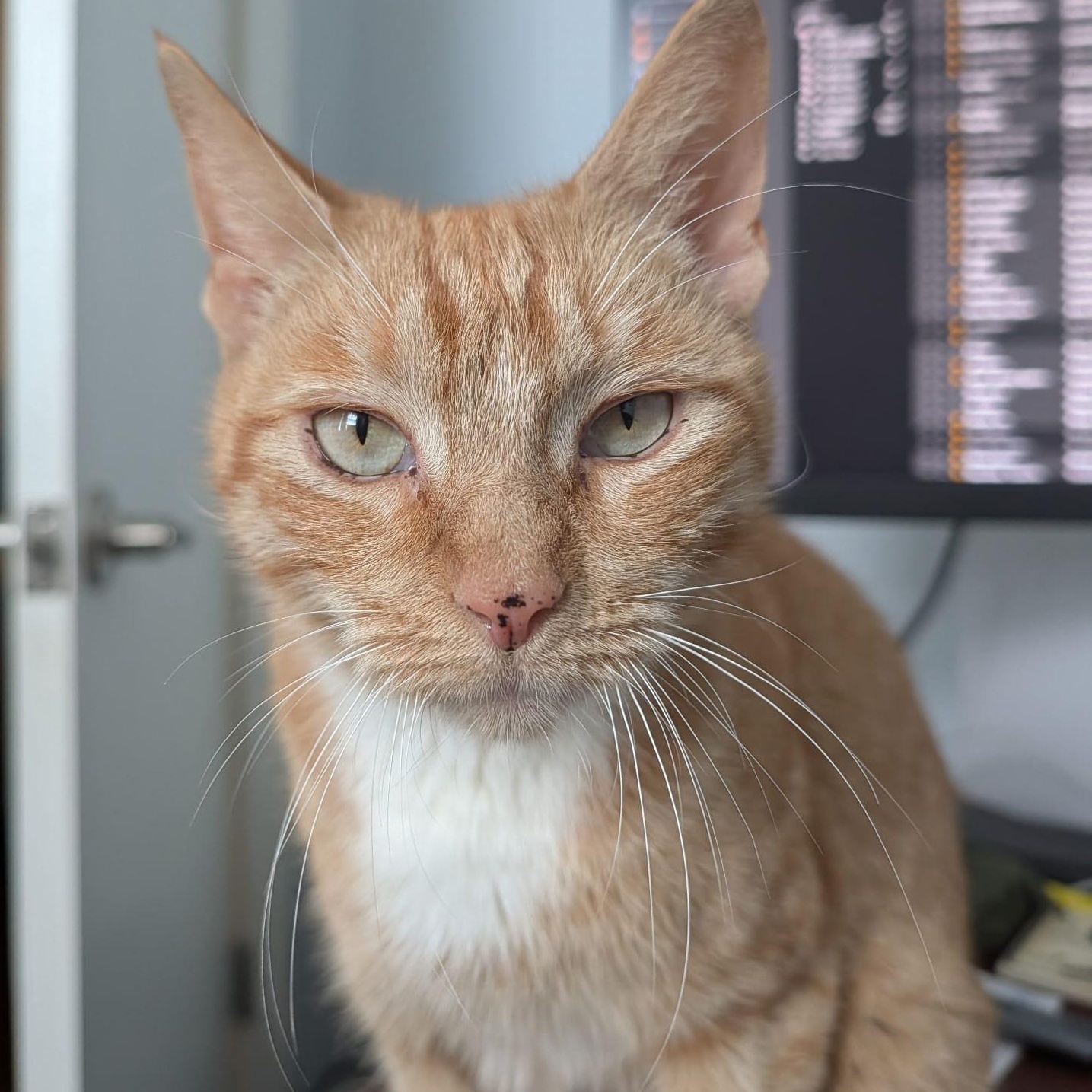 Greta, an adopted Domestic Short Hair in Astoria, NY image 5/5