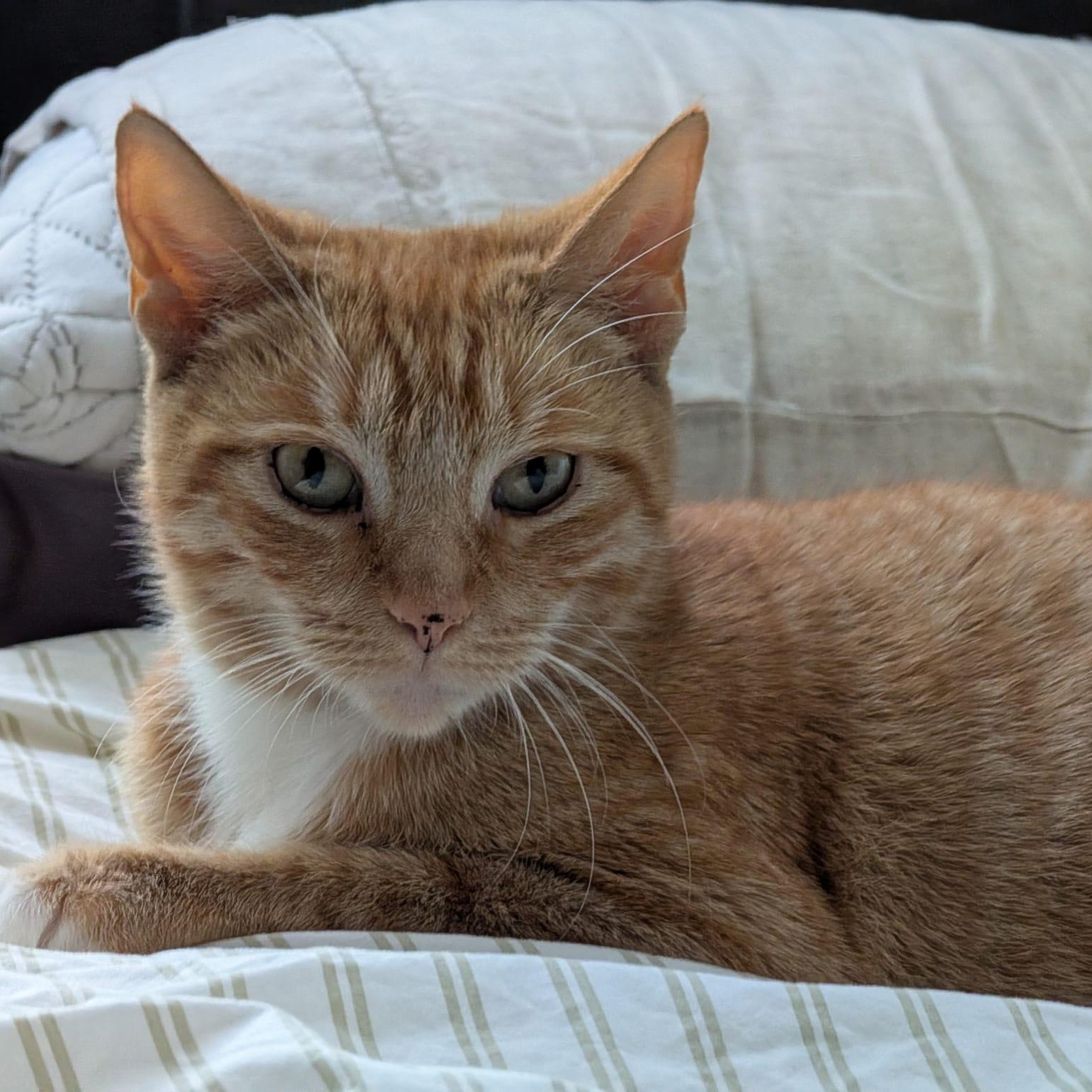 Greta, adopted, Young Female Domestic Short Hair.