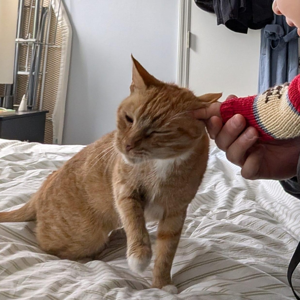 Greta, an adopted Domestic Short Hair in Astoria, NY image 2/5