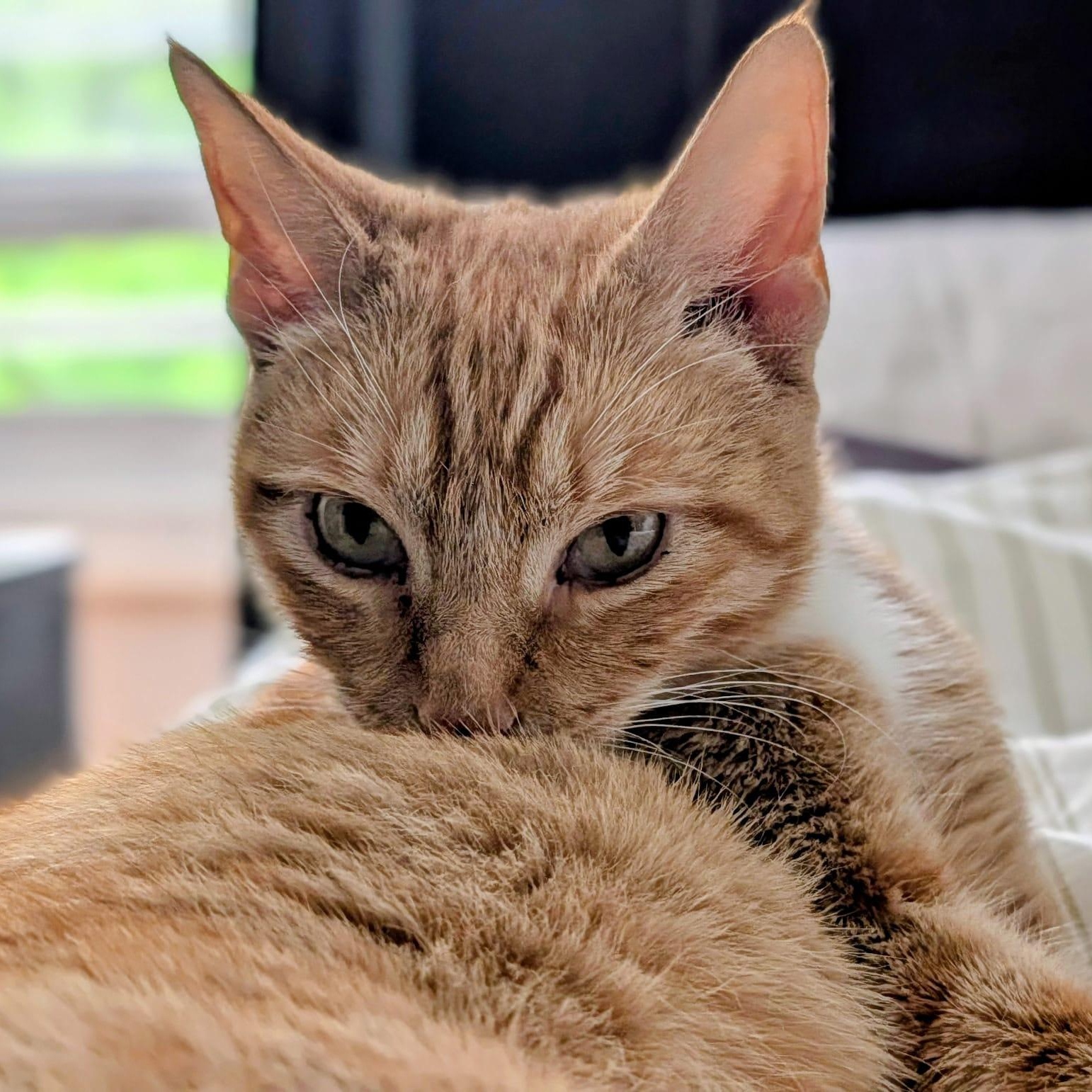Greta, an adopted Domestic Short Hair in Astoria, NY image 4/5