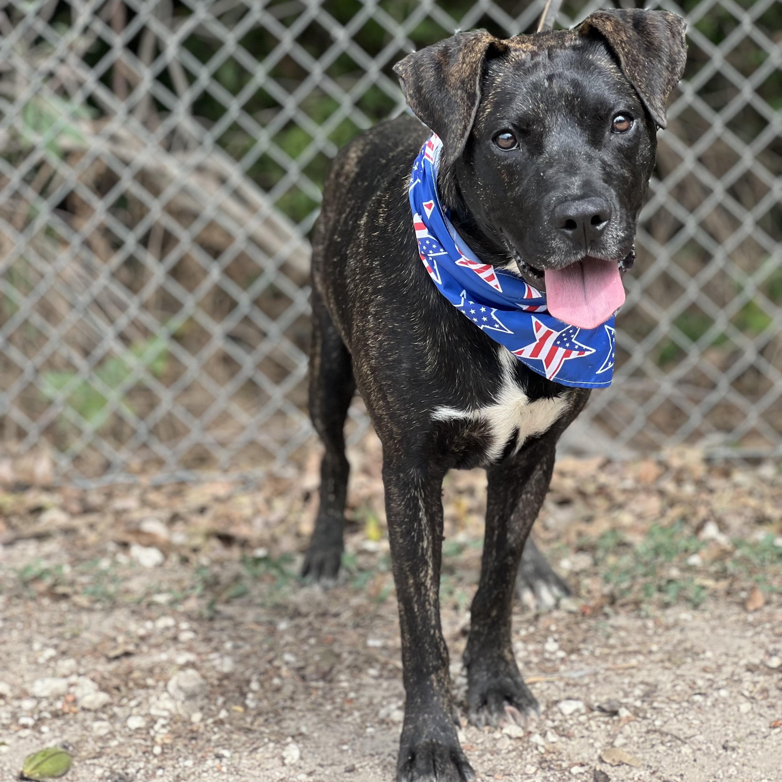 Odie, a Adoptable mixed breed in Madisonville, TX image 5/5
