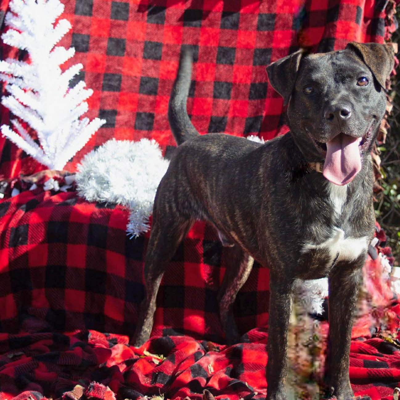 Enlarge Odie, a Adoptable mixed breed in Madisonville, TX image 2/6