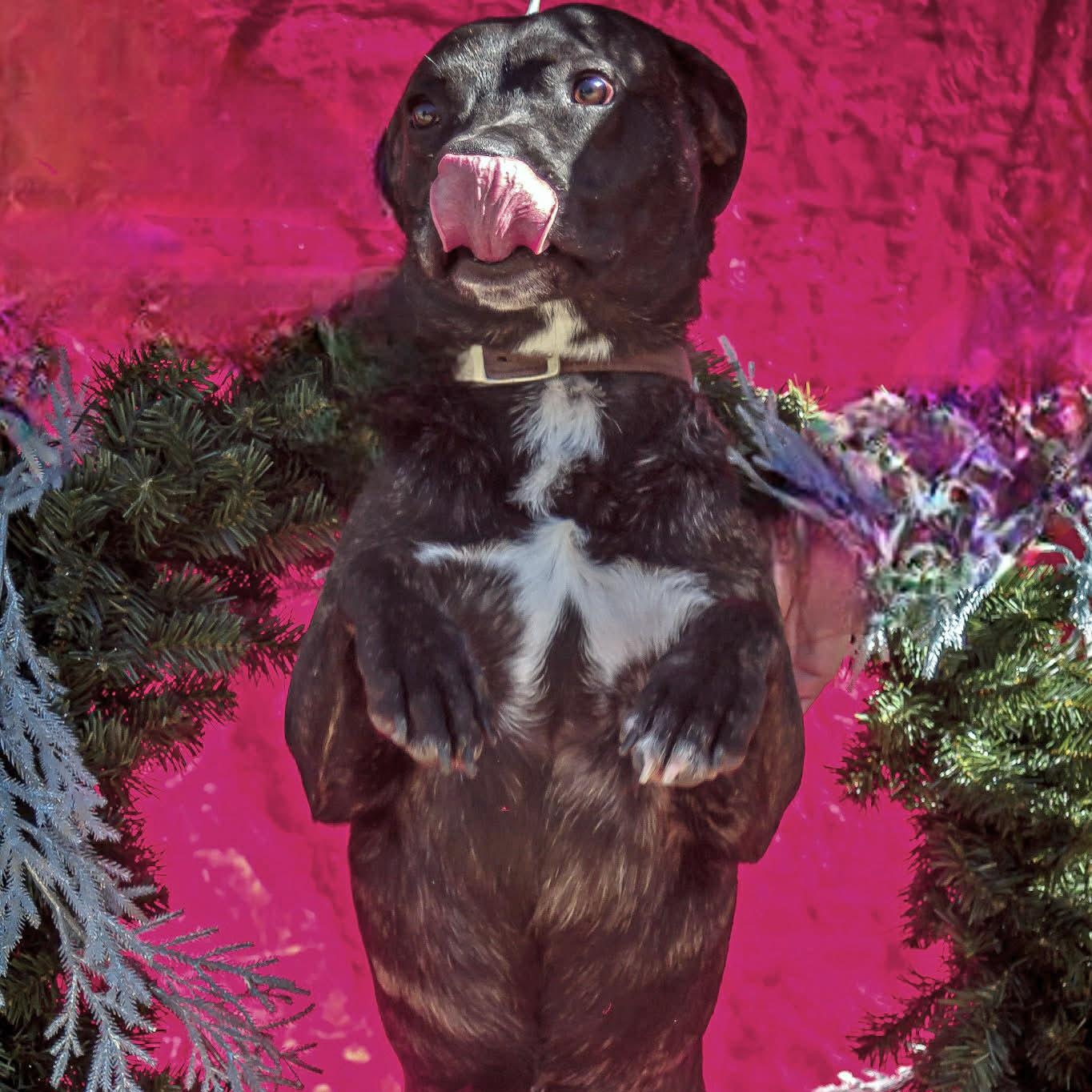 Enlarge Odie, a Adoptable mixed breed in Madisonville, TX image 6/6