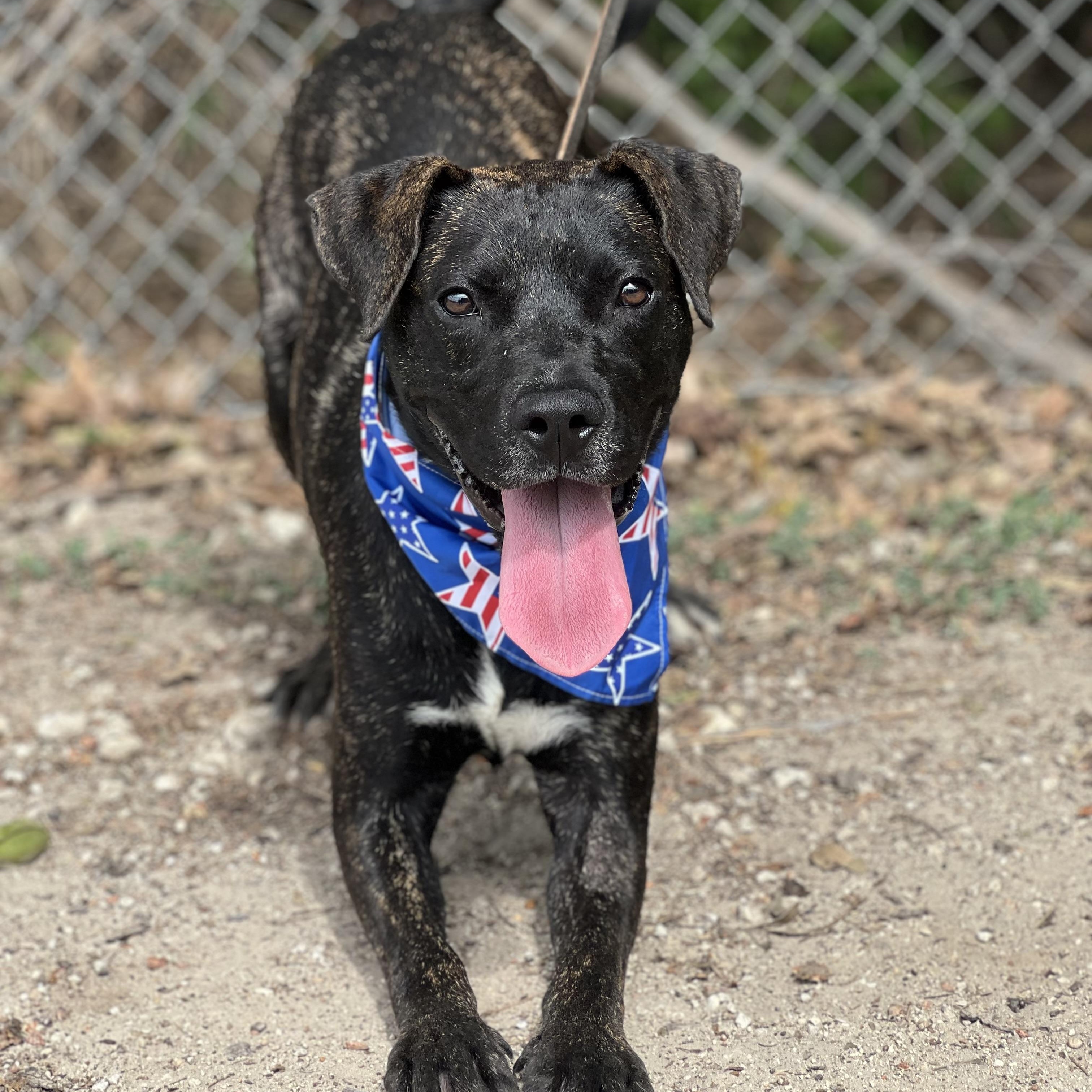 Odie, a Adoptable mixed breed in Madisonville, TX image 3/5