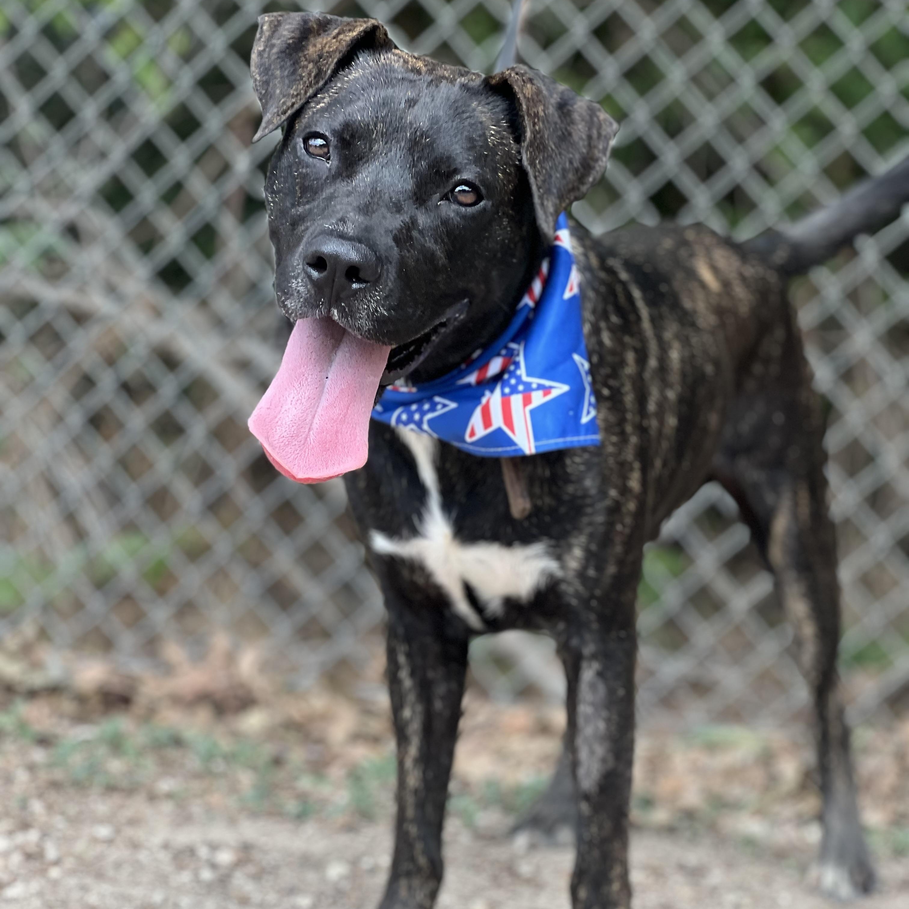 Odie, a Adoptable mixed breed in Madisonville, TX image 4/5