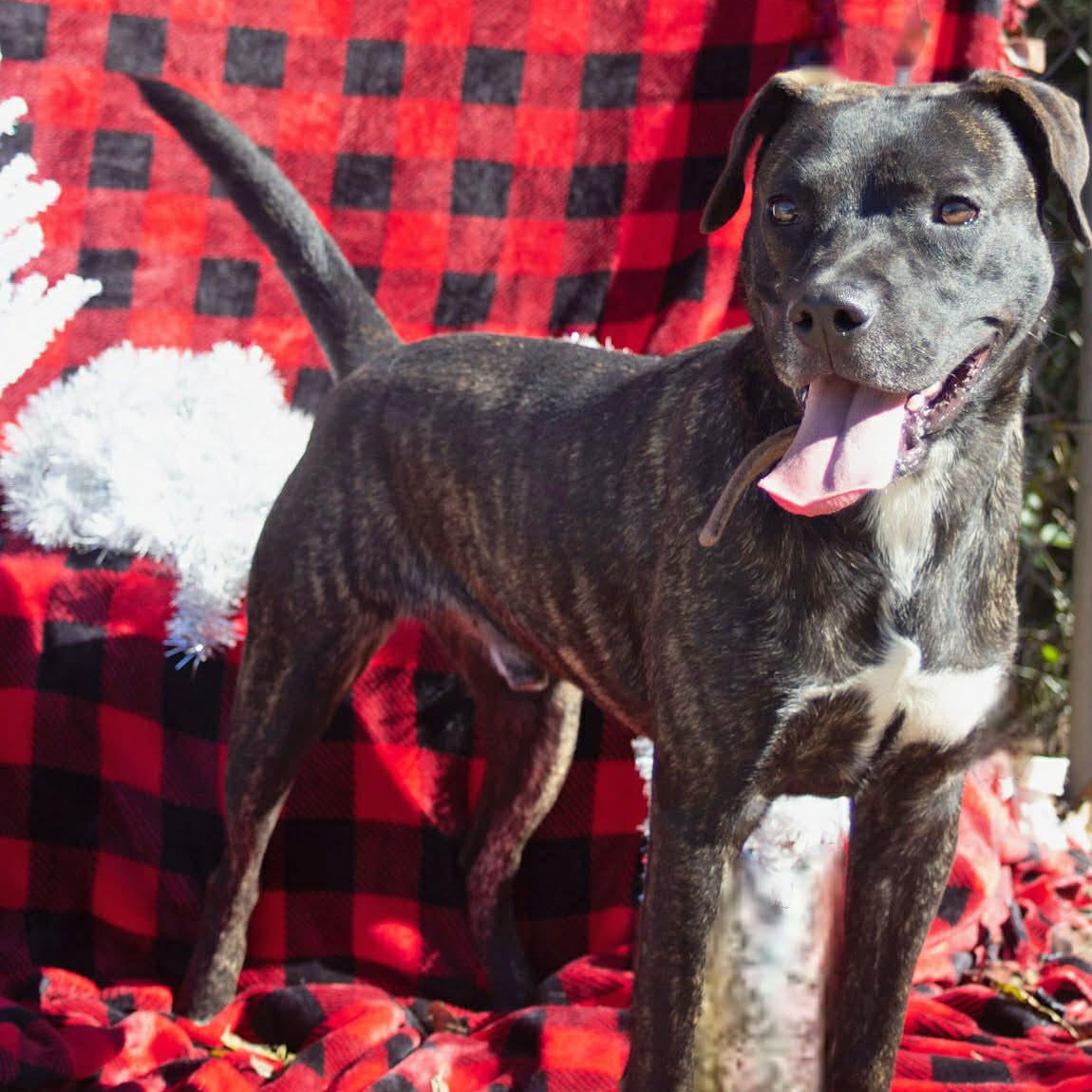 Enlarge Odie, a Adoptable mixed breed in Madisonville, TX image 5/6