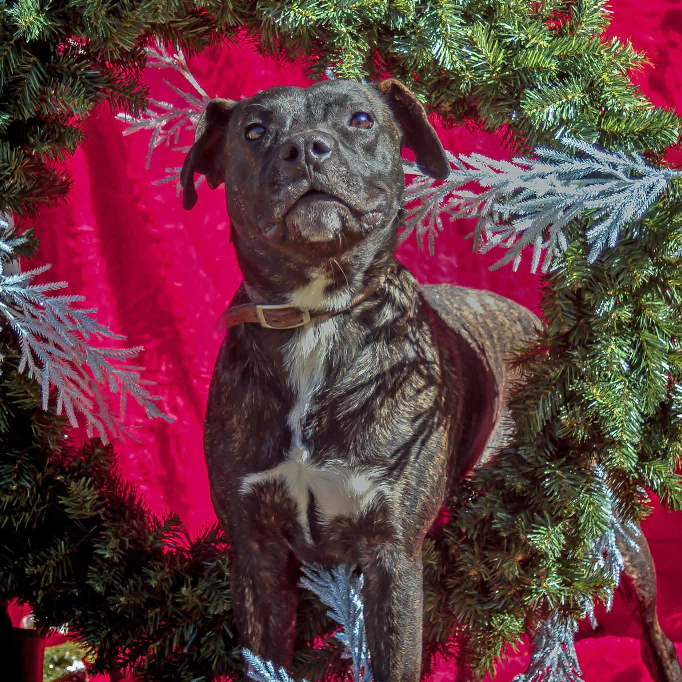 Enlarge Odie, a Adoptable mixed breed in Madisonville, TX image 1/6