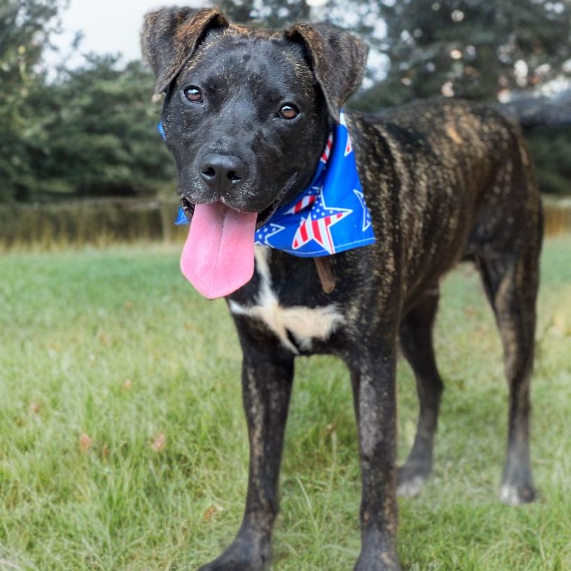 Odie, a Adoptable mixed breed in Madisonville, TX image 1/5