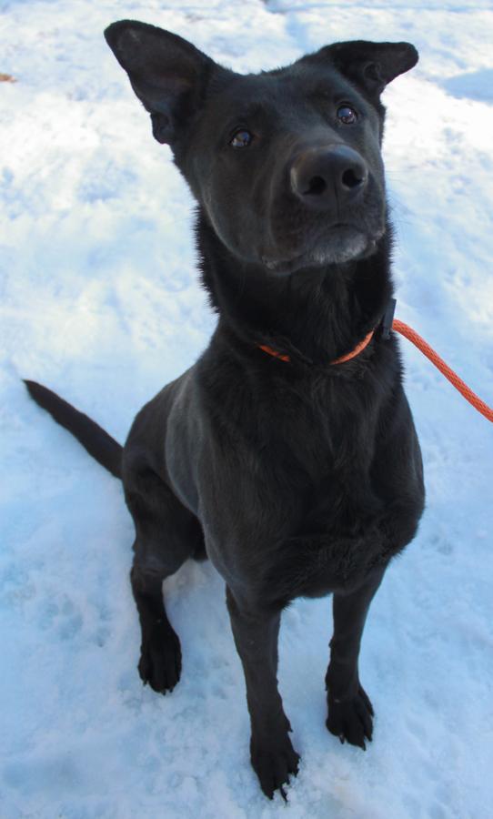 Enlarge Oso, an adoptable mixed breed in Ona, WV image 2/6