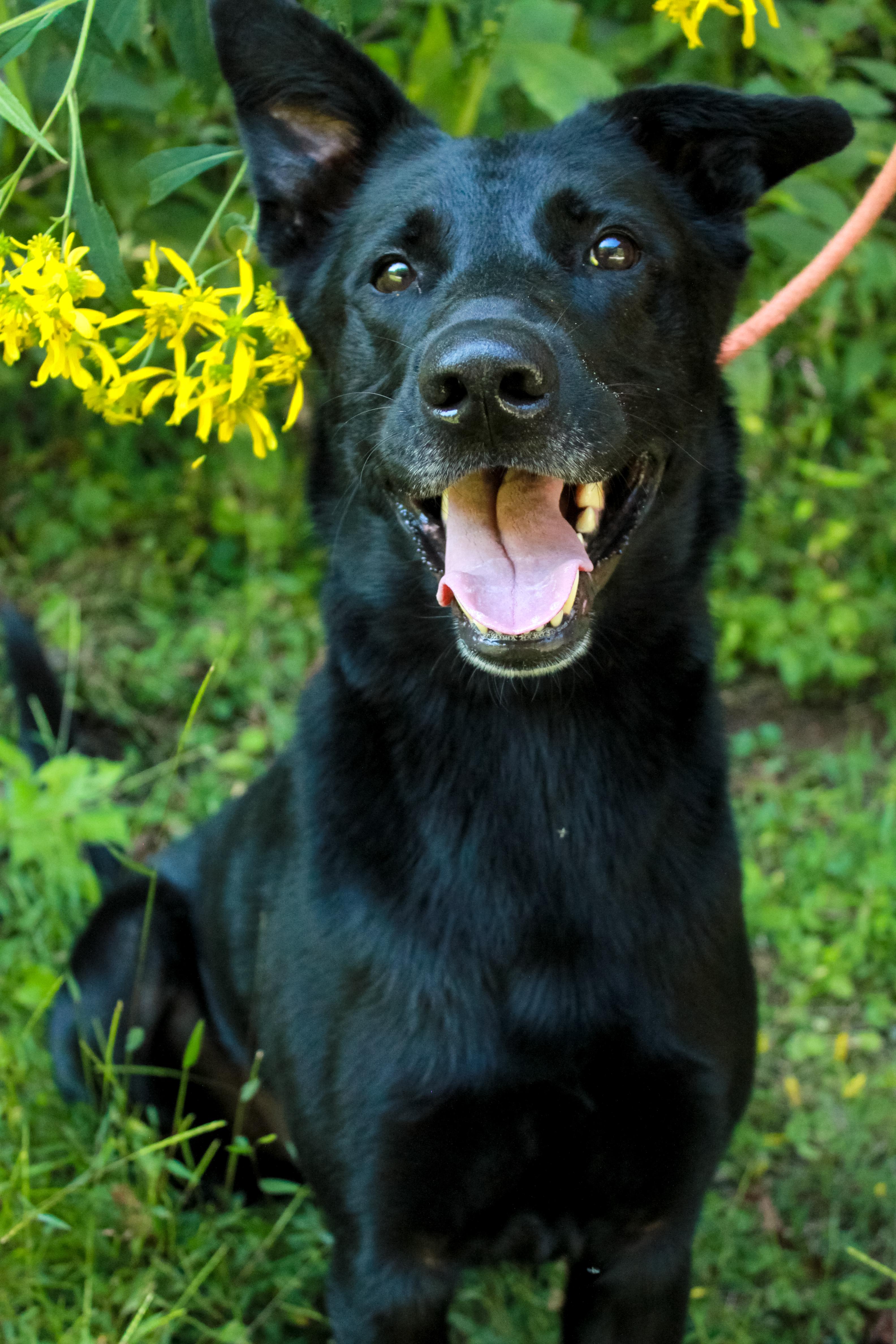 Enlarge Oso, a Adoptable German Shepherd Dog in Ona, WV image 1/4