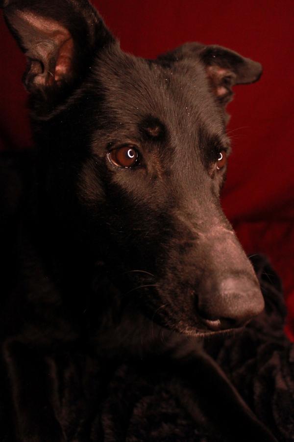 Enlarge Oso, an adoptable mixed breed in Ona, WV image 3/6