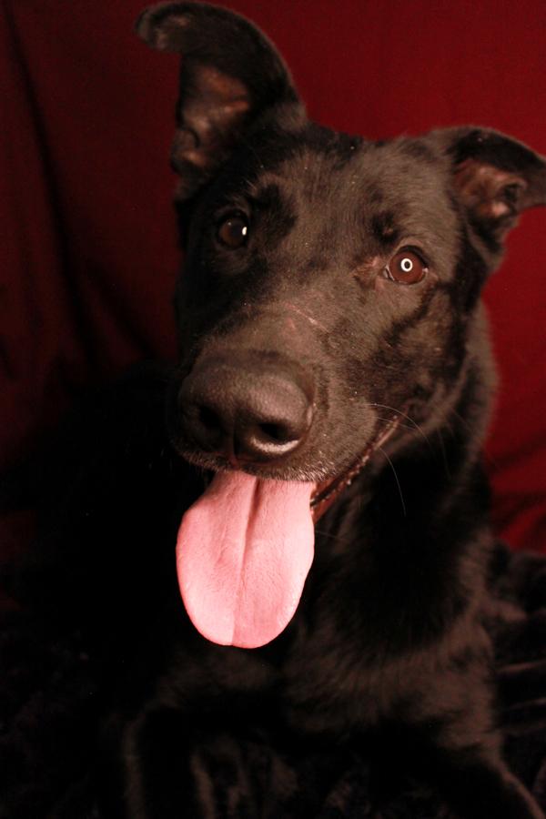 Enlarge Oso, an adoptable mixed breed in Ona, WV image 4/6