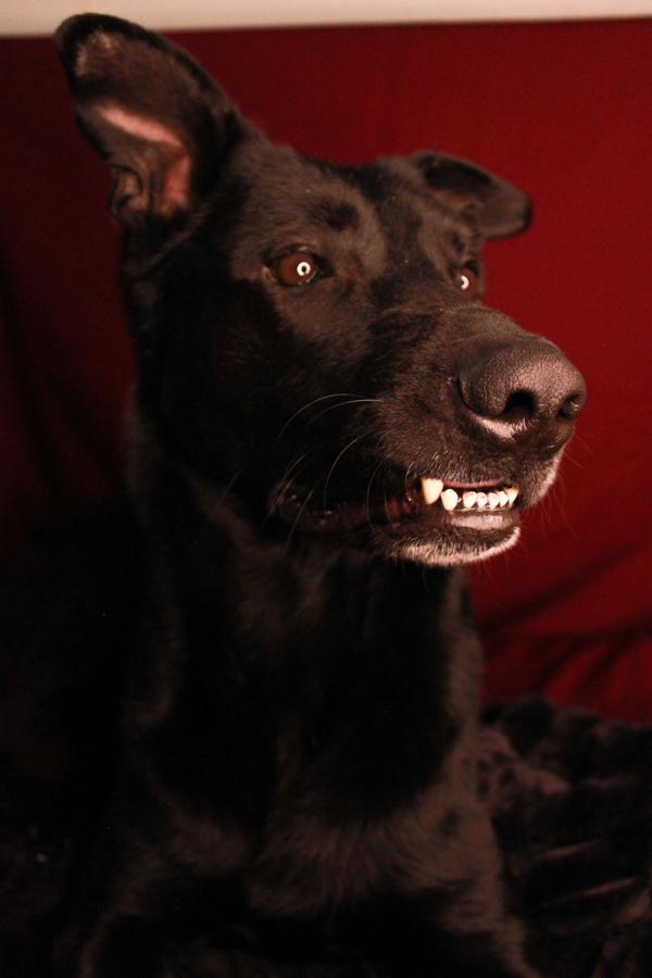 Oso, adoptable, Adult Male German Shepherd Dog & Mixed Breed.