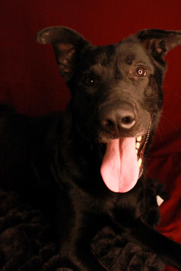 Enlarge Oso, an adoptable mixed breed in Ona, WV image 6/6
