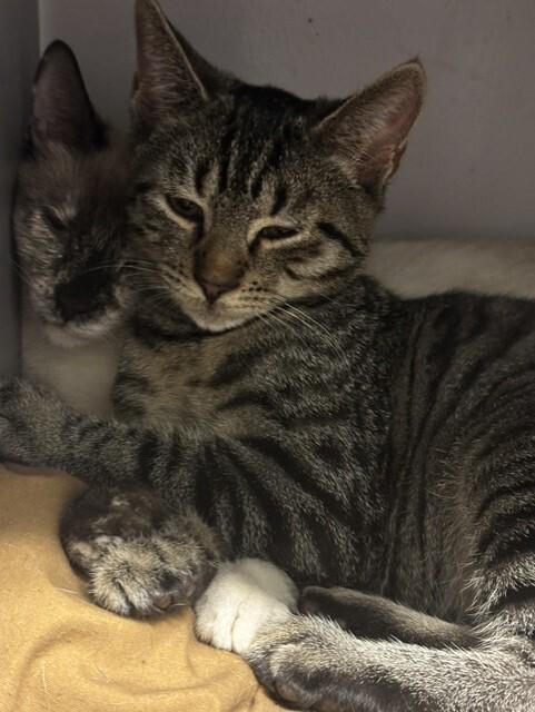 Justice, a Adoptable Domestic Short Hair in Hudson, NH image 2/6