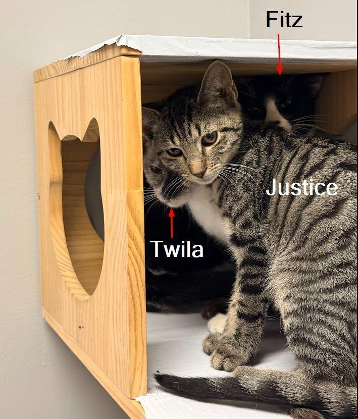 Justice, a Adoptable Domestic Short Hair in Hudson, NH image 4/6