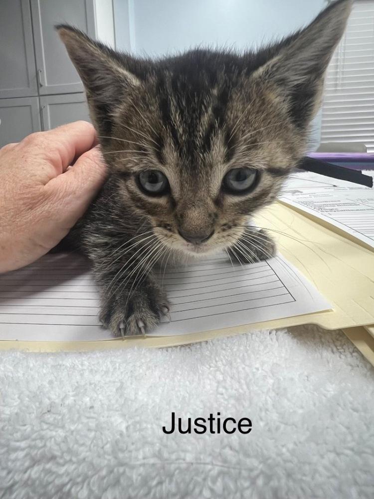 Justice, a Adoptable Domestic Short Hair in Hudson, NH image 6/6