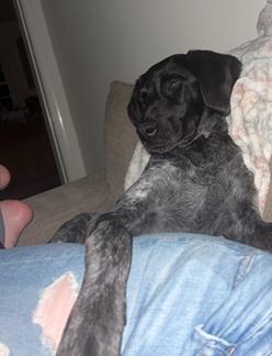 Kai, a Adoptable German Shorthaired Pointer in Alexandria, VA image 2/4