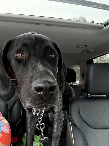 Kai, a Adoptable German Shorthaired Pointer in Alexandria, VA image 3/4