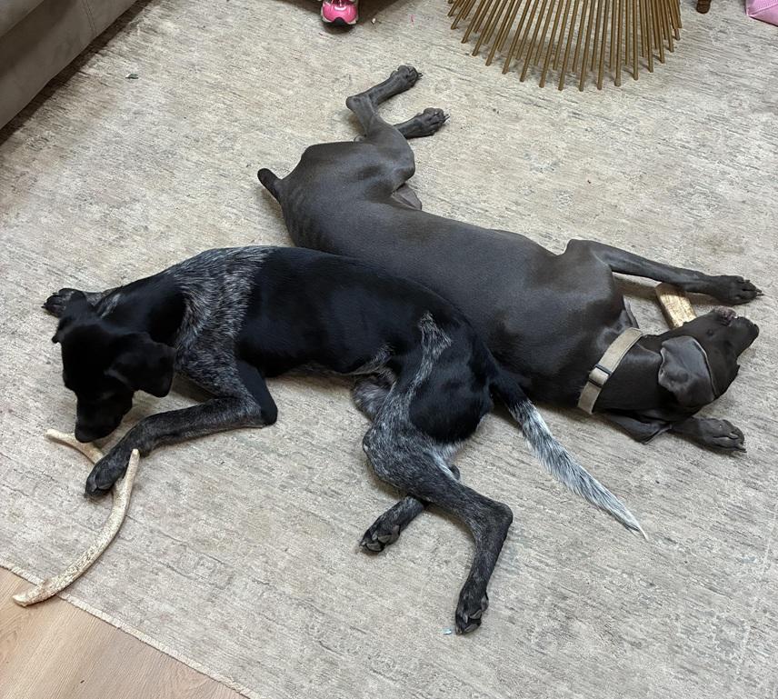 Kai, a Adoptable German Shorthaired Pointer in Alexandria, VA image 4/4