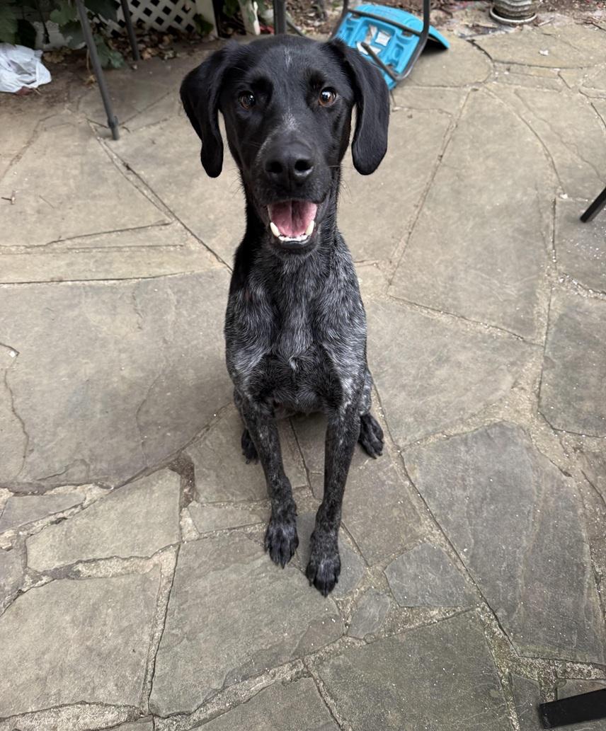 Kai, a Adoptable German Shorthaired Pointer in Alexandria, VA image 1/4