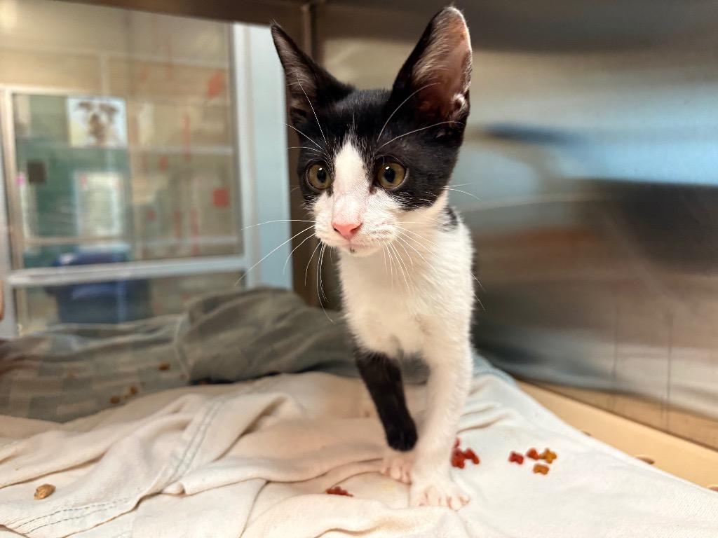 Elsa, Adoptable, Kitten Female Domestic Short Hair.