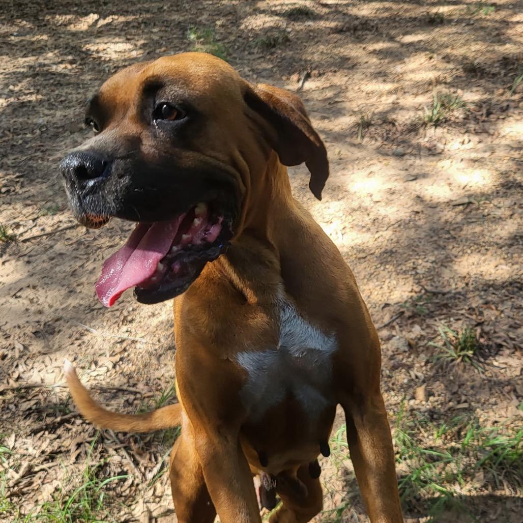 Enlarge Rita, a Adoptable mixed breed in Wadena, MN image 1/4